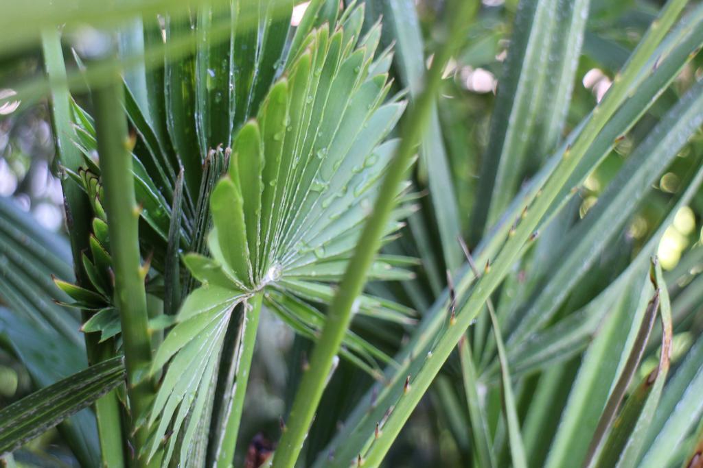 Bamboo Wellness Apartment シオーフォク エクステリア 写真